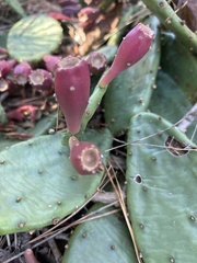 Opuntia cespitosa