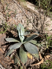 Agave guadalajarana