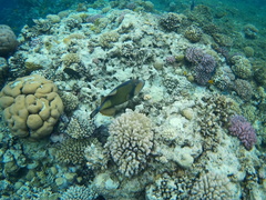 Balistoides viridescens