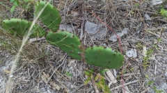 Opuntia stricta
