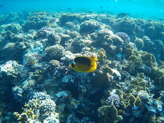 Chaetodon fasciatus