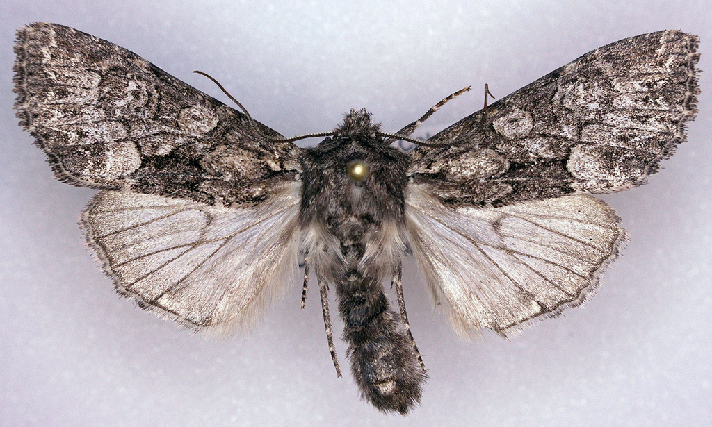 Mniotype pallescens