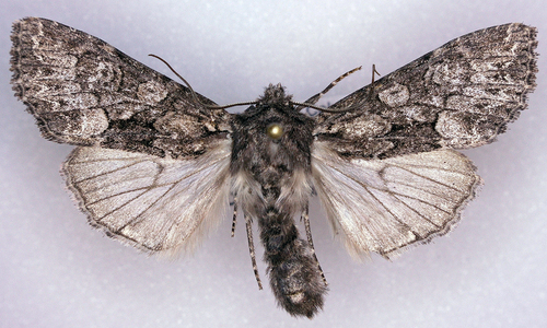 Mniotype pallescens