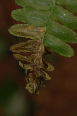 Chirosia spinosissima