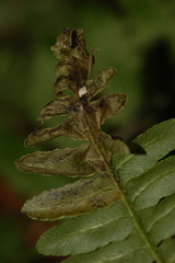 Chirosia spinosissima