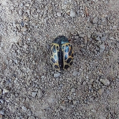 Calligrapha polyspila