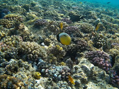Chaetodon austriacus