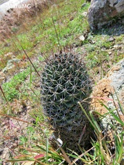 Coryphantha clavata
