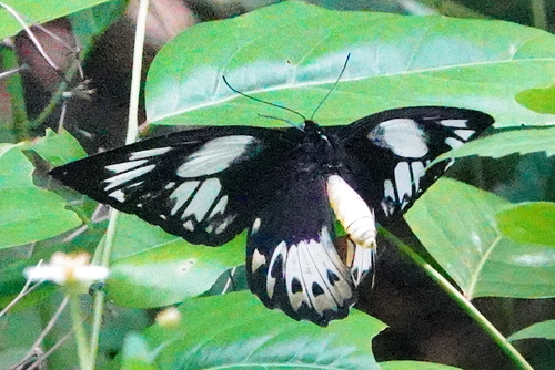 Photo of Common Green Birdwing (Ornithoptera priamus)