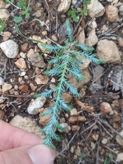 Cupressus arizonica