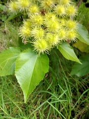 Entelea arborescens