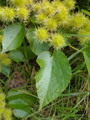 Entelea arborescens