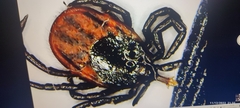 Ixodes ricinus
