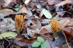 Phaeoclavulina flaccida