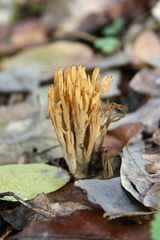 Phaeoclavulina flaccida
