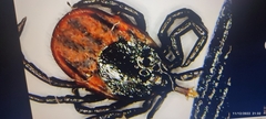 Ixodes ricinus