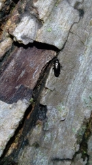 Salpingus viridiaeneus