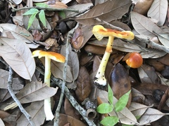 Amanita flavoconia