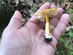 Amanita flavoconia