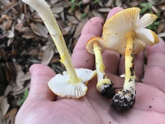 Amanita flavoconia