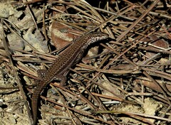 Podarcis liolepis
