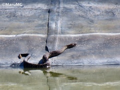 Crotalus molossus nigrescens
