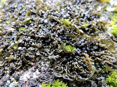 Collema nigrescens