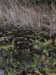 Potamogeton linguatus