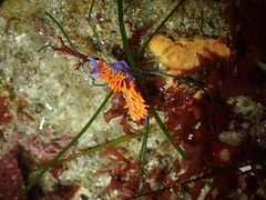 Flabellinopsis iodinea