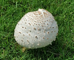 Chlorophyllum