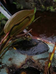 Potamogeton linguatus