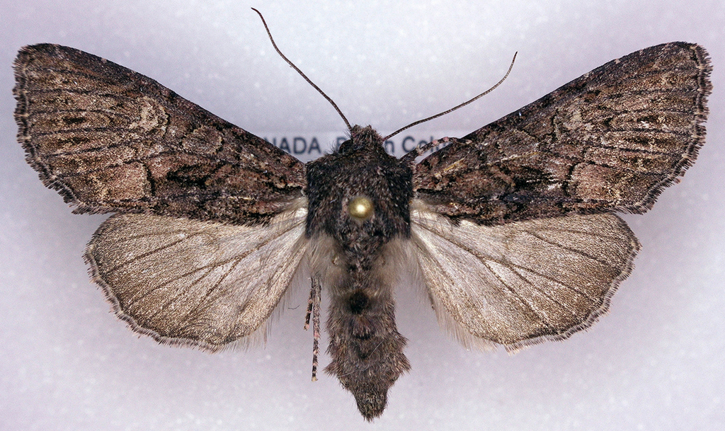 Red-tinted Sallow