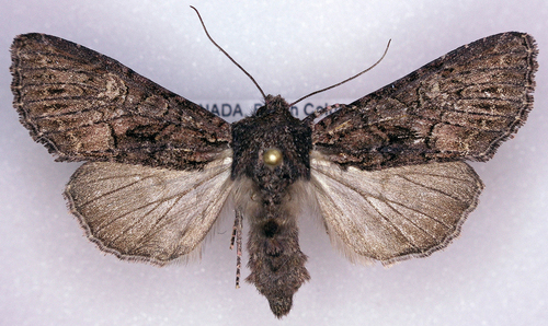 Red-tinted Sallow