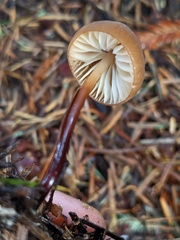 Marasmius plicatulus