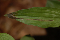 Parallelomma vittatum