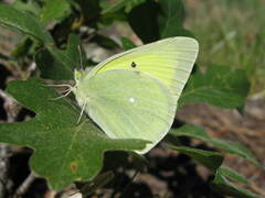 Colias alexandra