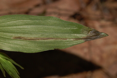 Parallelomma vittatum
