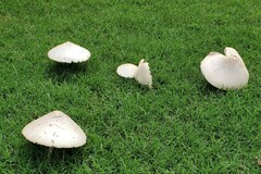 Chlorophyllum