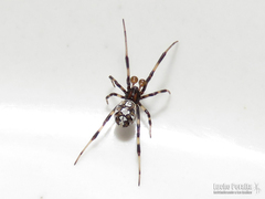 Latrodectus mirabilis