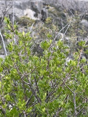 Schaefferia cuneifolia
