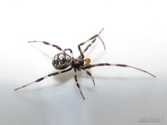 Latrodectus mirabilis