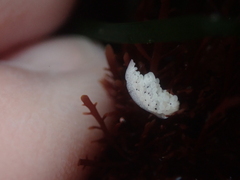 Aegires albopunctatus