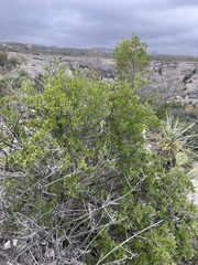 Schaefferia cuneifolia