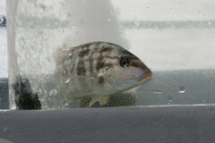 Orthopristis chrysoptera