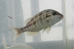 Orthopristis chrysoptera