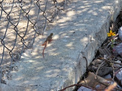 Aspidoscelis gularis