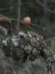 Mycena seynii