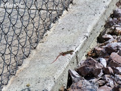 Aspidoscelis gularis