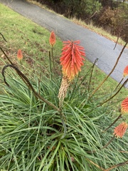 Kniphofia