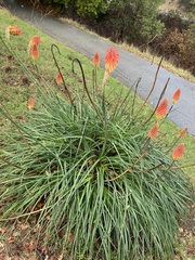 Kniphofia